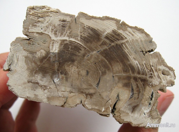 Украинское дерево  (Львов).  Миоцен