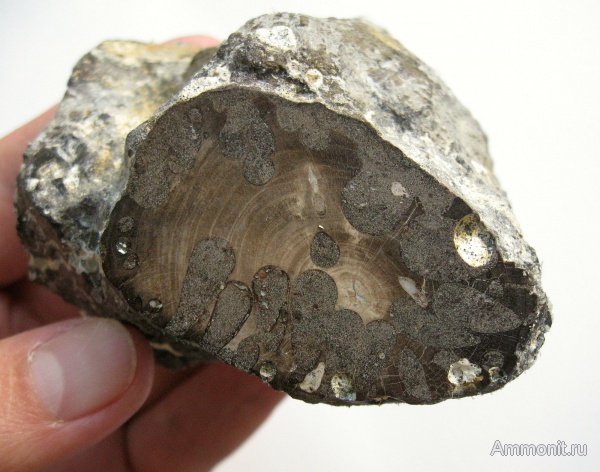 окаменевшее дерево, Украина