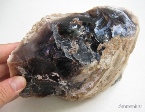 окаменевшее дерево, Украина