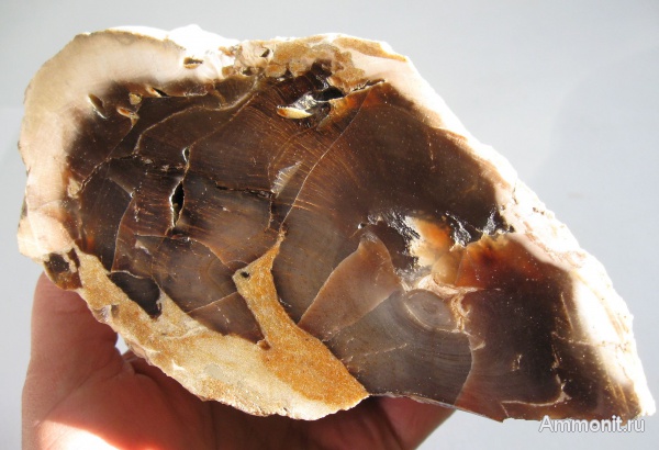 окаменевшее дерево