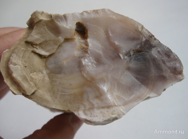 окаменевшее дерево, Украина