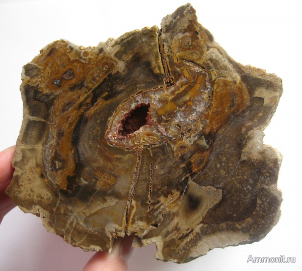 Украинское дерево. Пермокарбон.