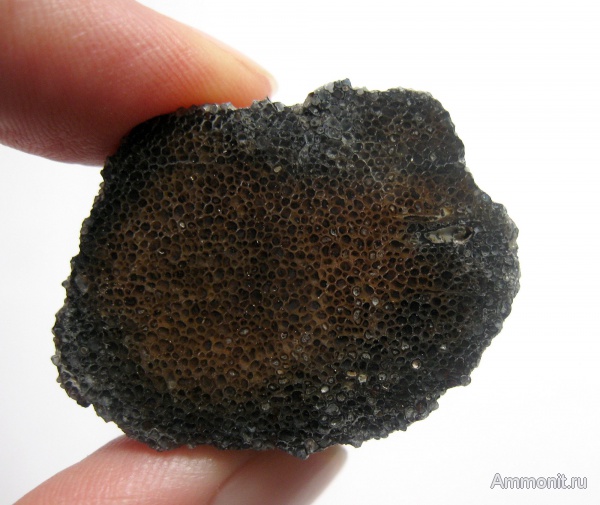 окаменевшее дерево, Украина