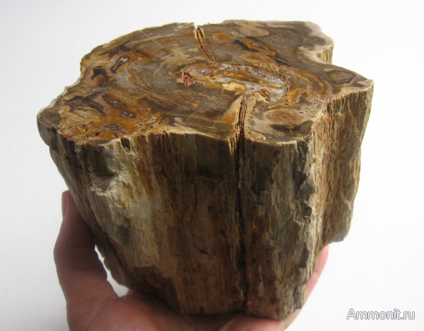 окаменевшее дерево, Украина