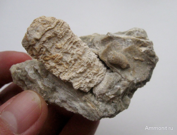 окаменелые шишки