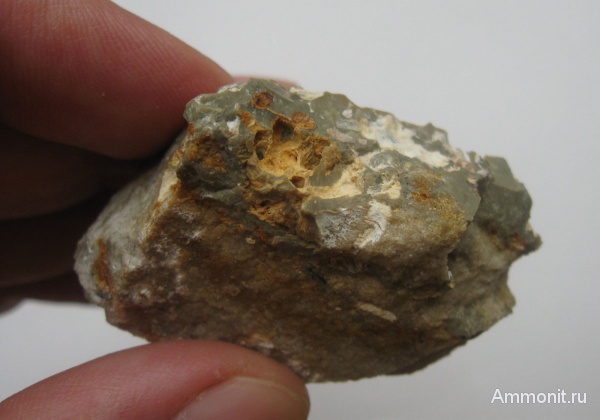 окаменелые шишки