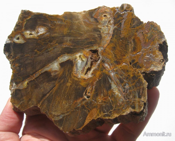 окаменевшее дерево, Украина