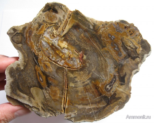 окаменевшее дерево, Украина