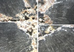 Структура девонского дерева под микроскопом