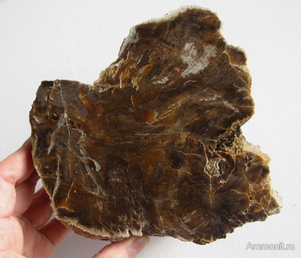 окаменевшее дерево, Украина