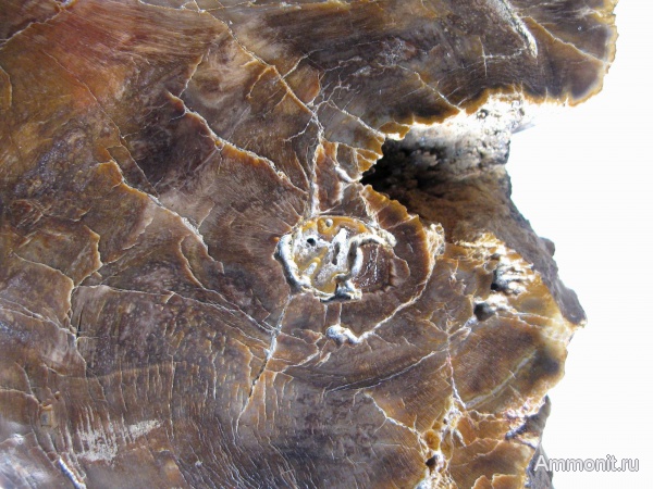 окаменевшее дерево, Украина