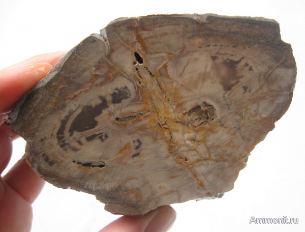 окаменевшее дерево, Украина