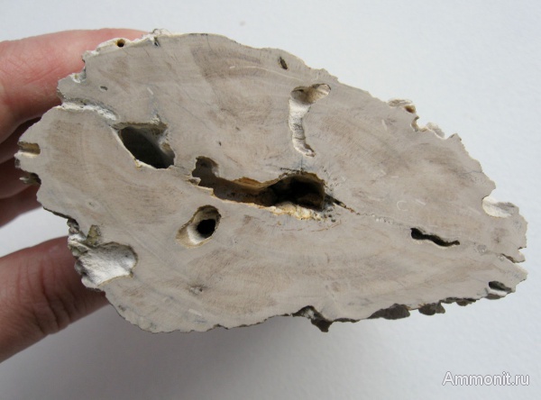 Германия, окаменевшее дерево, древоточцы, верхнемеловая флора, Ахен, Aachen, Upper Cretaceous