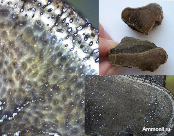 окаменевшее дерево, Украина