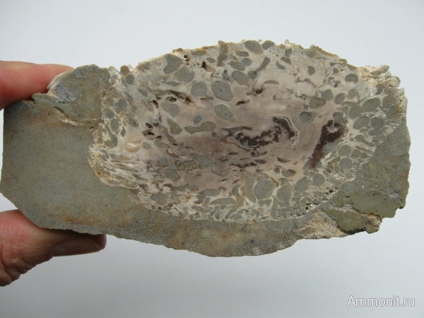 окаменевшее дерево, Украина