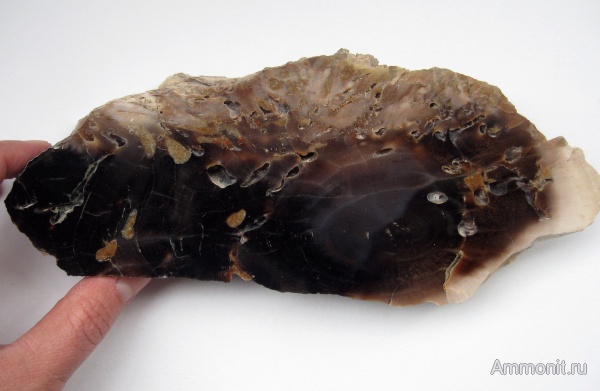 окаменевшее дерево, Украина