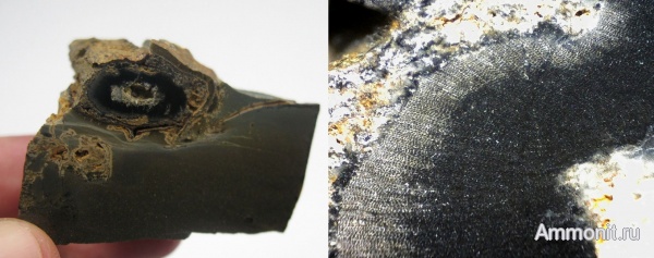 окаменевшее дерево, Украина