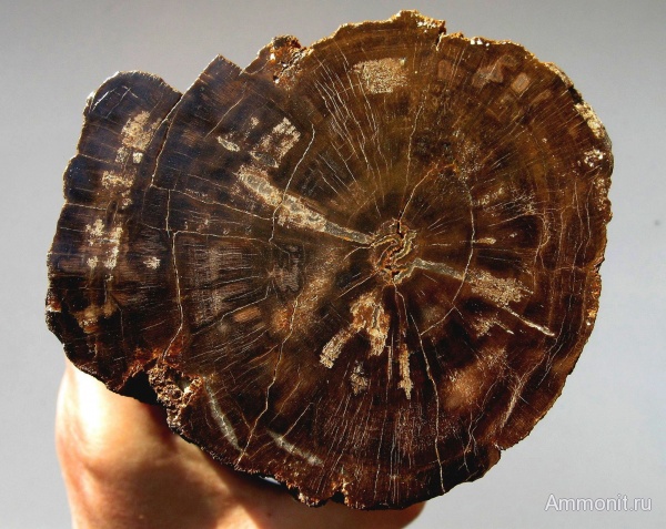 окаменевшее дерево, Украина, пермокарбон