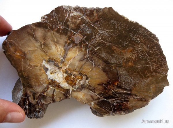 окаменевшее дерево, Украина