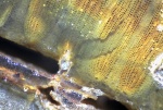 Структура каламита под микроскопом