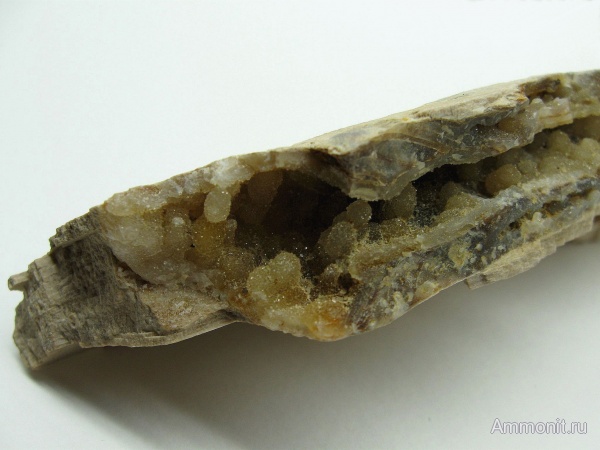 окаменевшее дерево