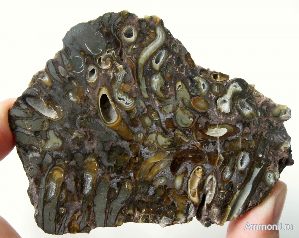 окаменевшее дерево