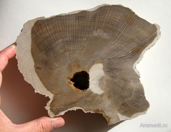 Украинское дерево (Запорожье). Неоген