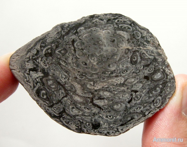 окаменевшее дерево, Австрия