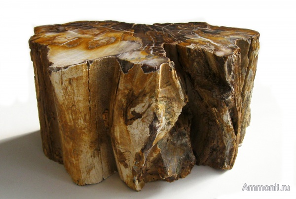 окаменевшее дерево