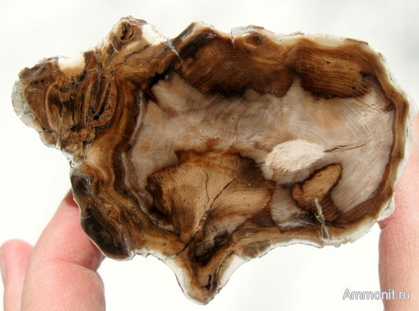 окаменевшее дерево