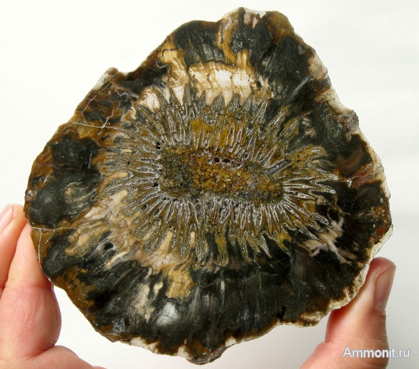 окаменевшее дерево