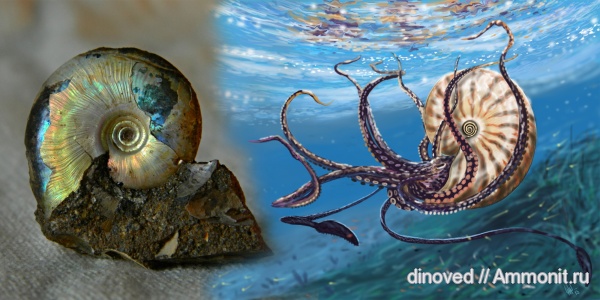 Garniericeras, Garniericeras catenulatum, волжский век, Ammonites, Jurassic