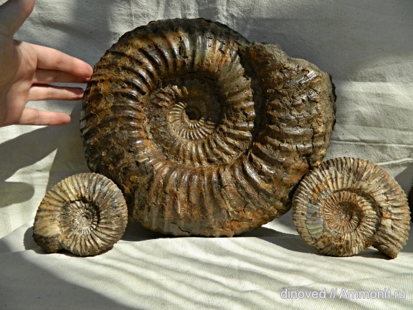 аммониты, юра, волжский ярус, Epivirgatites, Lomonossovella, Lomonossovella lomonossovi, Ammonites, Dorsoplanitidae