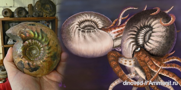 аммониты, юра, келловей, Cadoceras, Cadoceras elatmae, Cardioceratidae, Ammonites, Callovian, Jurassic, Middle Jurassic