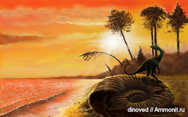 окаменелости, аммониты, юра, волжский ярус, Lomonossovella, Lomonossovella lomonossovi, Epivirgatites nikitini, палеоарт, реконструкции, Ammonites, paleoart, Dorsoplanitidae, Volgian, Jurassic