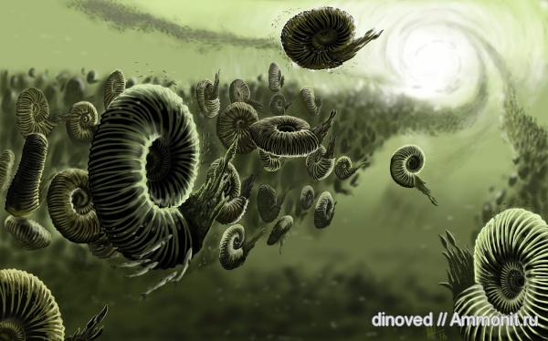 аммониты, юра, волжский ярус, Lomonossovella, Lomonossovella lomonossovi, Epivirgatites nikitini, палеоарт, реконструкции, Ammonites, paleoart, Dorsoplanitidae, Volgian, Jurassic