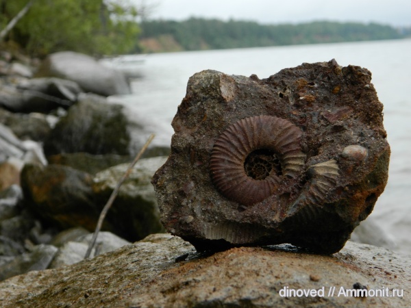 аммониты, юра, волжский ярус, Epivirgatites, Ammonites, Dorsoplanitidae