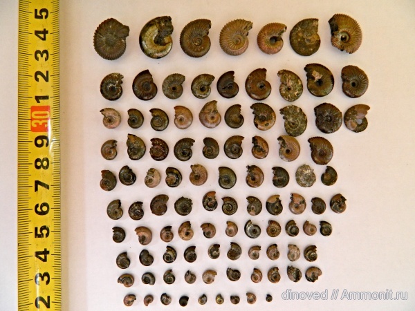 юра, Kosmoceras, келловей, Pseudocadoceras, Ярославская область, Переборы