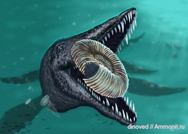 аммониты, юра, плиозавры, волжский ярус, палеоарт, реконструкции, Ammonites, paleoart