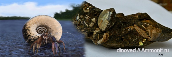 аммониты, юра, волжский ярус, палеоарт, реконструкции, Ammonites, paleoart