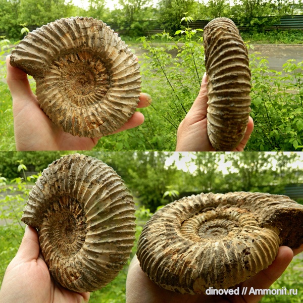 аммониты, юра, волжский ярус, прижизненные повреждения, Ammonites, деформация, Dorsoplanitidae, Volgian, Jurassic, аномалии захоронения