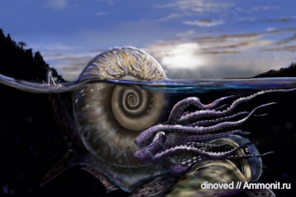 аммониты, юра, волжский ярус, палеоарт, реконструкции, Ammonites, paleoart
