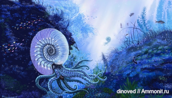 аммониты, юра, келловей, реконструкция, палеоарт, Kepplerites