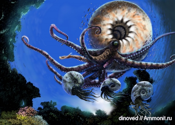 юра, келловей, палеоарт, реконструкции, Cadoceras stupachenkoi, Cadochamoussetia tschernyschewi