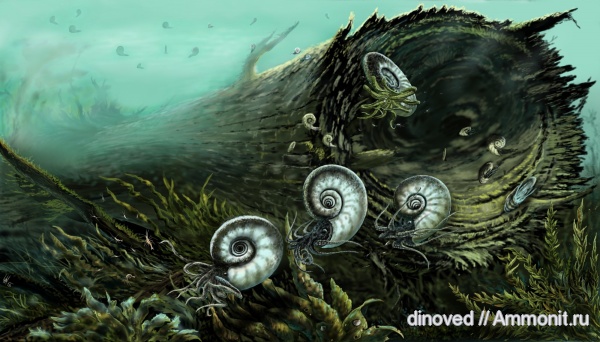 аммониты, юра, Kachpurites, волжский ярус, Ammonites, Kachpurites cheremkhensis, Volgian, Jurassic