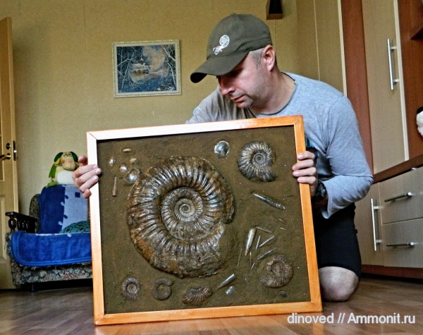 аммониты, юра, волжский ярус, Epivirgatites, Ammonites, Dorsoplanitidae