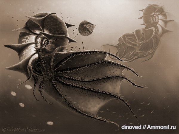 аммониты, нижний мел, Крым, палеоарт, Кавказ, Lytoceratina, литоцерас, воротники