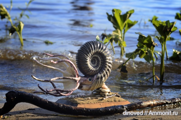 аммониты, юра, волжский ярус, палеоарт, реконструкции, Ammonites, Dorsoplanitidae, Paracraspedites