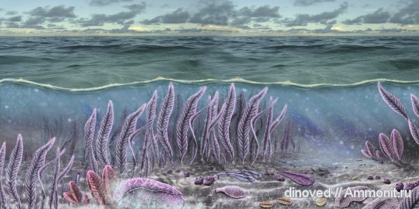 венд, эдиакарий