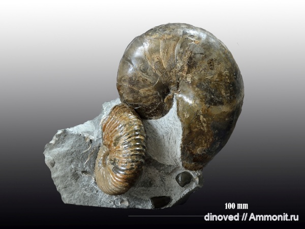 аммониты, мел, наутилусы, апт, Дагестан, Parahoplites, Anglonautilus